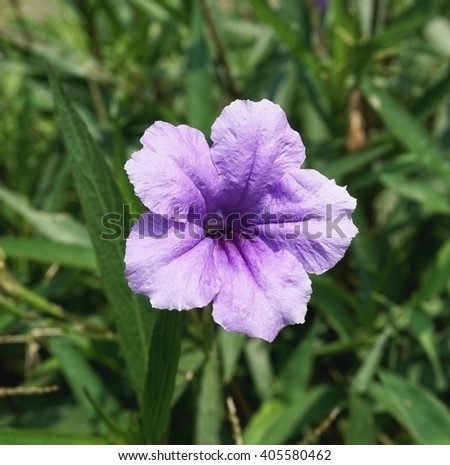 Acanthaceaem Stock Photos Royalty-Free Images Vectors 