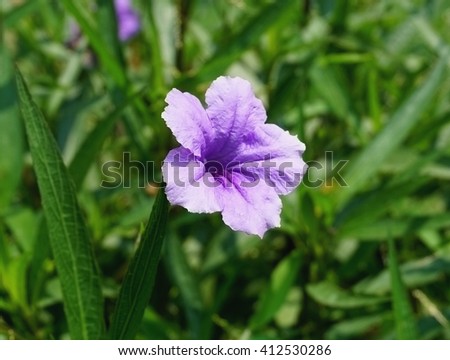 Acanthaceaem Stock Photos Royalty-Free Images Vectors 