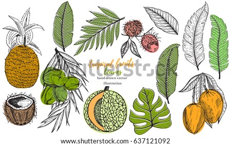 Vector tropical set with tropical leaf, banana, coconut, pineapple,mango, melon, lychee. Hand drawn tropical vector illustration.Tropical fruits.Stock vector.