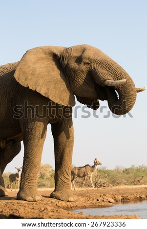 Elephant Stock Photo 203562340 - Shutterstock