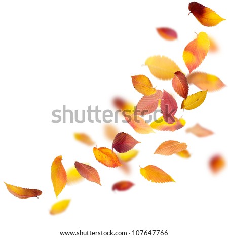 Colorful autumn leaves isolated on white background