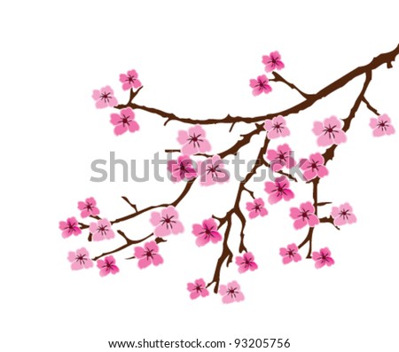 vector cherry blossom branch