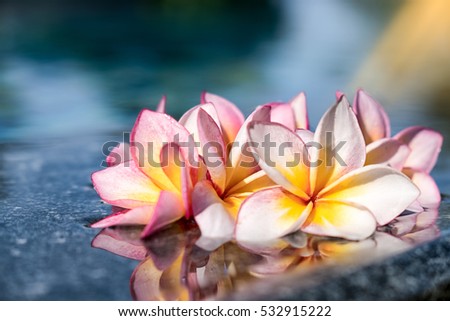Soft and blurred focus of pink orange plumeria flower on colorful filter style in swimming pool for background and texture