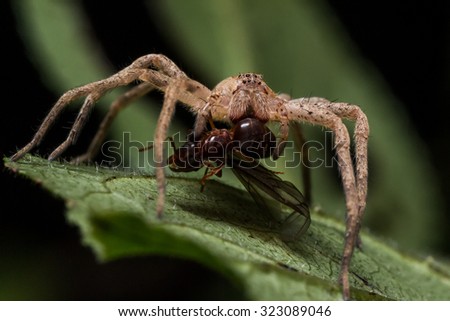 What eats wolf spiders?
