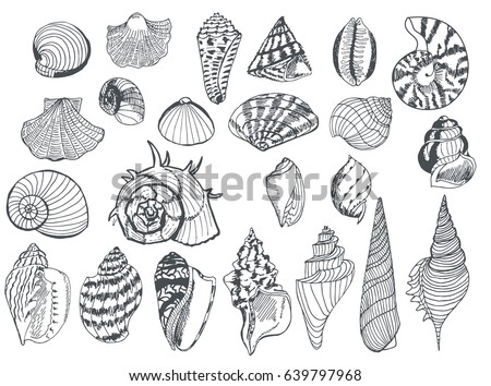 Set Sea Shells Different Shapes Drawn Stock Vector 639797968 - Shutterstock