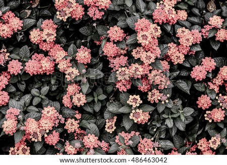 Dark Tone Abstract Of Harmony In Nature Beautiful Colorful Color Black And White Hedge Flower
