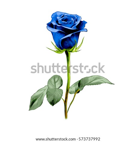 Blue Rose Stock Images, Royalty-Free Images & Vectors | Shutterstock