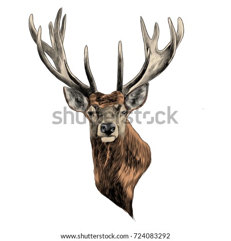 Drawings Of Deer Color Pages Drawings Of Deer Color Pages