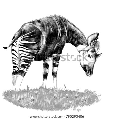 Okapi Stock Images, RoyaltyFree Images \u0026 Vectors  Shutterstock