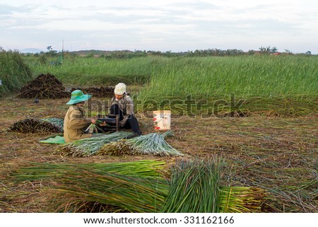 NGA SON ,THANH HOA ,VIETNAM - JUNE 30. 2013 : farmers harvesting sedge in Thanh hoa . Weaving sedge mat is a traditional craft of the people in Nga Son, Thanh Hoa, Vietnam.