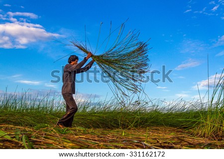 NGA SON ,THANH HOA ,VIETNAM - JUNE 30. 2013 : farmers harvesting sedge in Thanh hoa . Weaving sedge mat is a traditional craft of the people in Nga Son, Thanh Hoa, Vietnam.