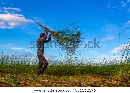 NGA SON ,THANH HOA ,VIETNAM - JUNE 30. 2013 : farmers harvesting sedge in Thanh hoa . Weaving sedge mat is a traditional craft of the people in Nga Son, Thanh Hoa, Vietnam.