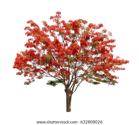 Flamboyant Tree Stock Images, Royalty-Free Images & Vectors | Shutterstock