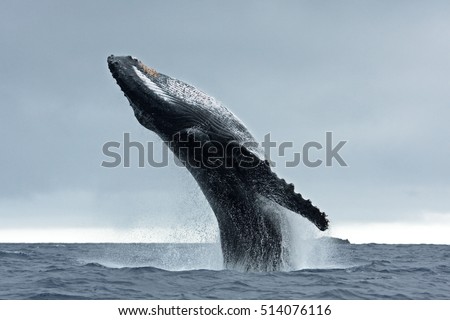 humpback whale, megaptera novaeangliae, Vava'u island, Tonga