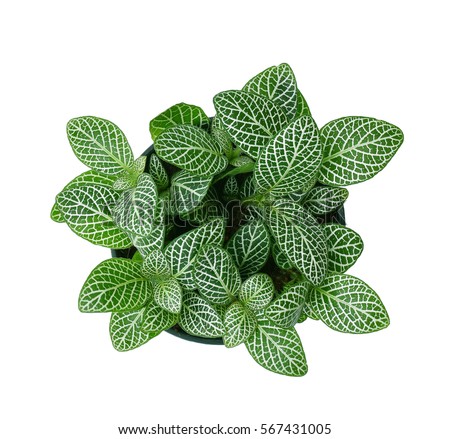 Top View Small Plant Pot On Stock Photo (Royalty Free) 567431005