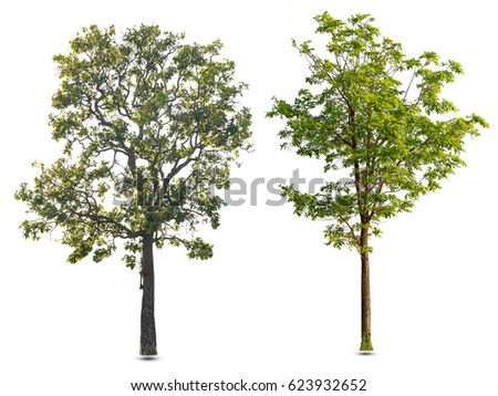 Pine Trees Isolated On White Stock Illustration 59453407 - Shutterstock