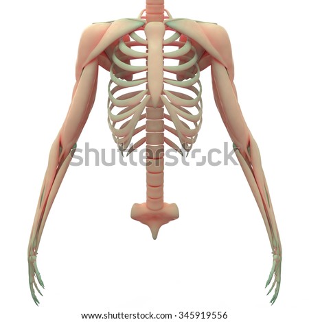 Thoracic Cage Thoracic Bones Stock Illustration 541583920 - Shutterstock