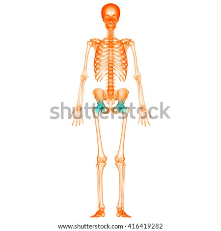 Human Skeleton Posterior Anterior View Didactic Stock Vector 131620085