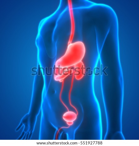 Human Body Organs Anatomy Stomach Kidneys Stock Illustration 551927788