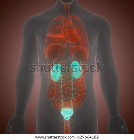 Xray Image Plain Kub Kidney Ureter Stock Photo 408564418 - Shutterstock