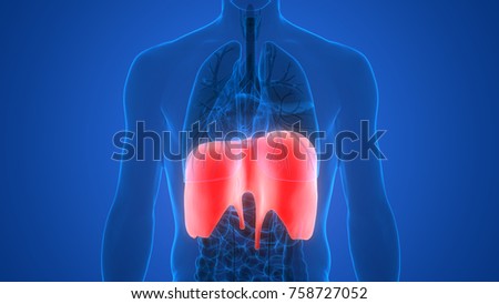 Diaphragm Breathing Stock Images, Royalty-Free Images & Vectors