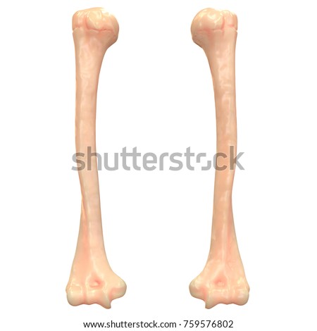 Humerus Stock Images, Royalty-Free Images & Vectors | Shutterstock