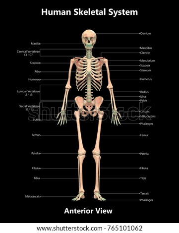 Anatomy Stock Images, Royalty-Free Images & Vectors | Shutterstock