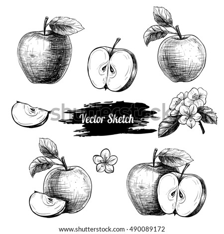Vector apples hand drawn sketch with flowers . Sketch vector food illustration. Vintage style