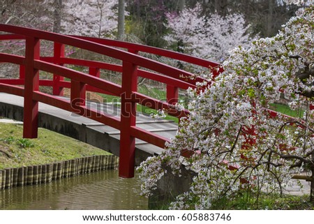Japanese Garden Cherry Blossom Bridge cherry blossoms japanese garden yokohama city stock photo 88661659 Japanese Garden Cherry Blossom Bridge cherry blossoms japanese garden yokohama city stock photo 88661659