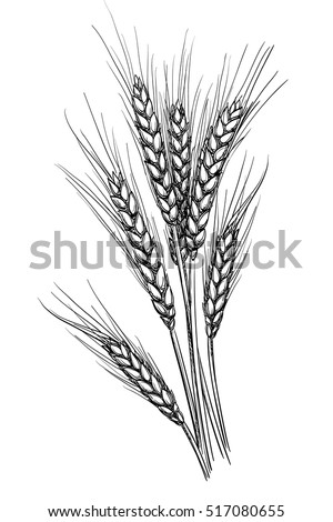 Hand Drawn Vector Illustration Wheat Isolated Stock Vector 517080655