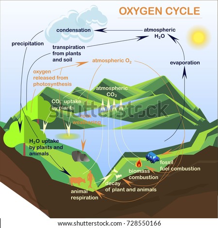Pictures Of Oxygen Cycle 92