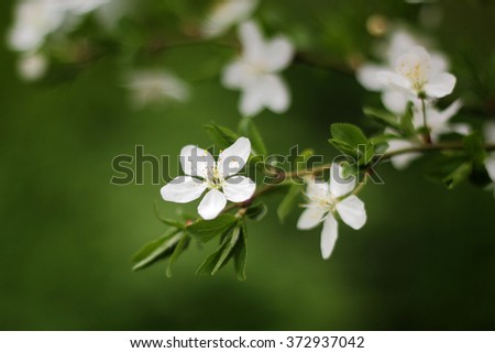 Branch with blossoms of apricot in spring