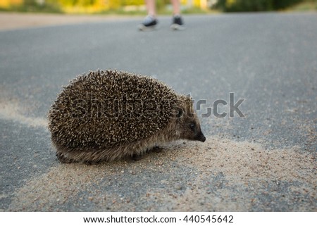 Roadkill Stock Photos, Royalty-Free Images & Vectors - Shutterstock