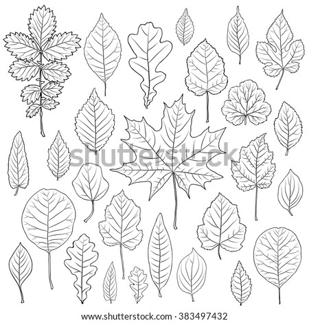 Leaf Outline Stock Photos, Images, & Pictures | Shutterstock