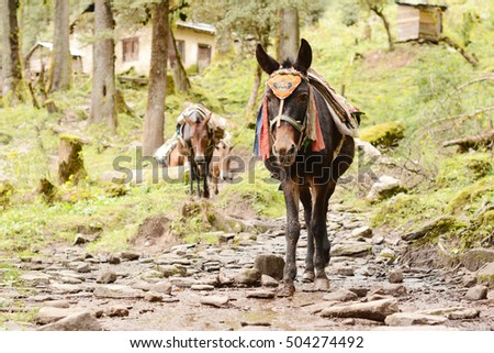 Donkey Carries Heavy Load Stock Images, Royalty-Free ...