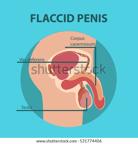 Penis Flaccid Pictures 97