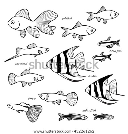 Zebrafish Stock Images, Royalty-Free Images & Vectors | Shutterstock