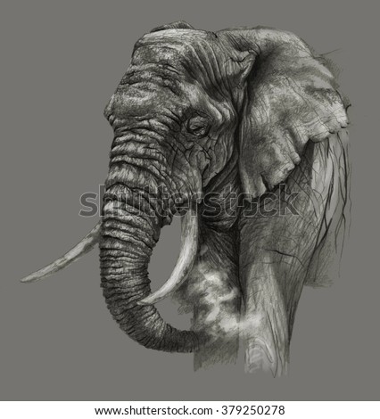 Sketch African Elephant On Gray Background Stock ...