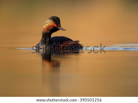stock-photo-water-bird-black-necked-grebe-podiceps-nigricollis-mature-male-in-colorful-breeding-plumage-on-390501256.jpg
