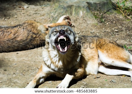 Angry Wolf Stock Photo 485683885 - Shutterstock