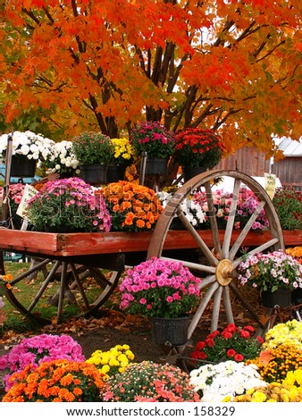 Image%20result%20for%20beautiful%20autumn%20flower
