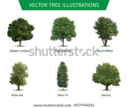 Walnut Tree Leaves Stock Vectors, Images & Vector Art | Shutterstock