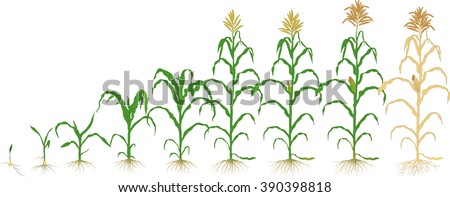 Corn Plant growth corn plant stock vector 390398818 - shutterstock Corn Plant growth corn plant stock vector 390398818 - shutterstock