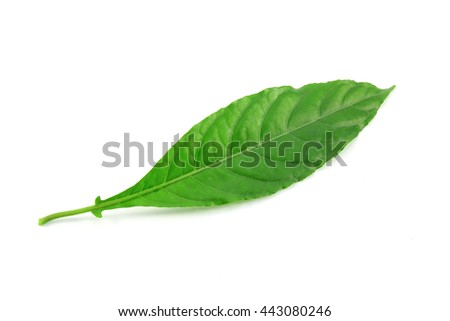 Acanthaceae ImÃƒÂ¡genes pagas y sin cargo y vectores en stock 