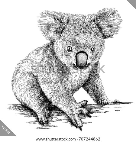Koala Stock Images, Royalty-Free Images & Vectors | Shutterstock