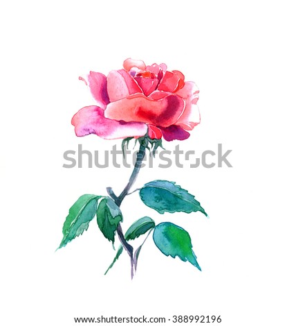 Watercolor Rose Flower Stock Illustration 175504025 - Shutterstock