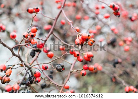 Thorny Bush Stock Images Royalty Free Images Amp Vectors