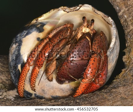 Coenobita Clypeatus The Caribbean Hermit Crab Stock Photo (Royalty Free ...