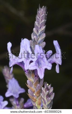 Lamiaceae Stock Images Royalty-Free Images Vectors Shutterstock