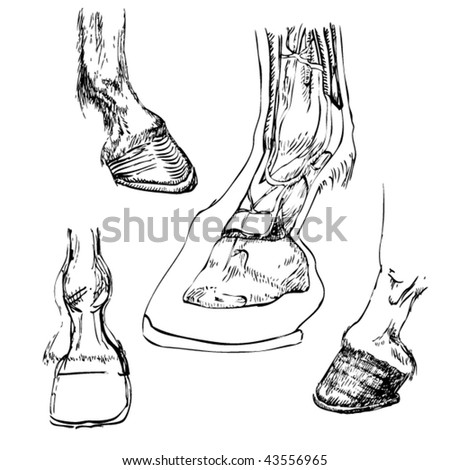 Horse Hoof Print Stock Images, Royalty-Free Images & Vectors | Shutterstock